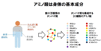 アミノ酸は体の基本成分